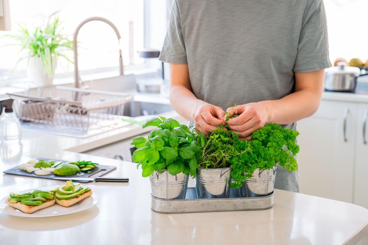 Horta Vertical na Cozinha Um Guia para Espaços Pequenos